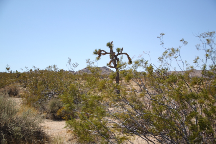 Joshua Tree
